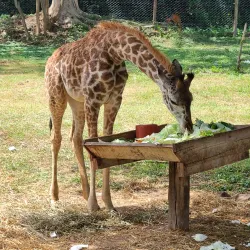 Kisumu Impala Sanctuary - Migori