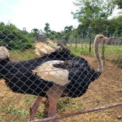 Kisumu Impala Sanctuary - Migori