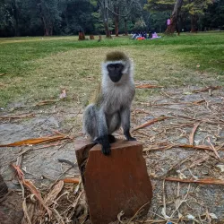Nairobi Arboretum - Nairobi