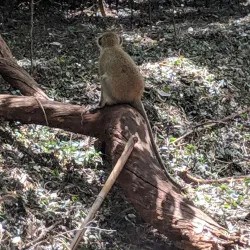 Nairobi Arboretum - Nairobi