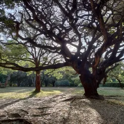 Nairobi Arboretum - Nairobi