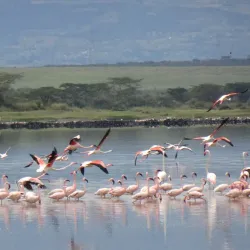 Lake Elementaita - Nakuru