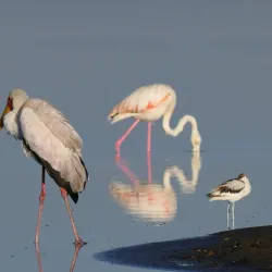 Lake Elementaita - Nakuru