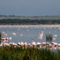 Lake Elementaita - Nakuru
