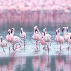 Lake Nakuru National Park - Nakuru