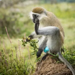 Lake Nakuru National Park - Nakuru