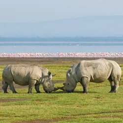 Lake Nakuru National Park - Nakuru