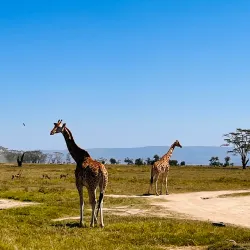 Lake Nakuru National Park - Nakuru