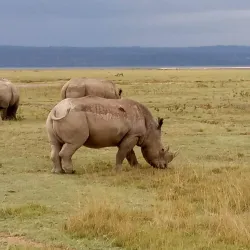 Lake Nakuru National Park - Nakuru