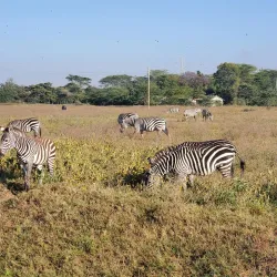 Lake Nakuru National Park - Nakuru