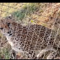 Kisumu Impala Sanctuary - Siaya