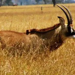 Ruma National Park - Siaya