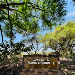Mzima Springs - Voi