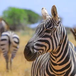 Taita Hills Wildlife Sanctuary - Voi