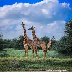 Taita Hills Wildlife Sanctuary - Voi