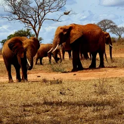 Tsavo East National Park - Voi