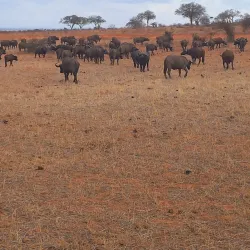 Tsavo East National Park - Voi