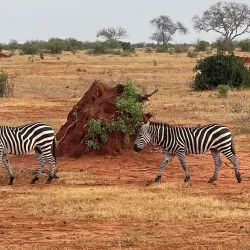 Tsavo East National Park - Voi