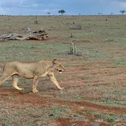 Tsavo East National Park - Voi
