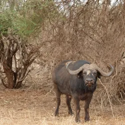 Tsavo East National Park - Voi
