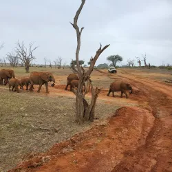 Tsavo East National Park - Voi
