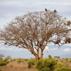 Tsavo West National Park - Voi