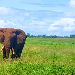 Tsavo West National Park - Voi