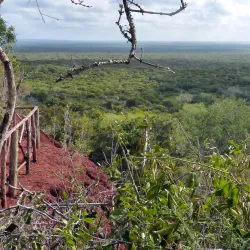 Arabuko Sokoke Forest Reserve - Watamu