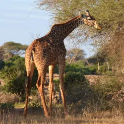 Juma Mosque Watamu - Watamu