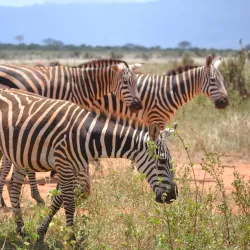 Juma Mosque Watamu - Watamu