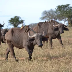 Juma Mosque Watamu - Watamu