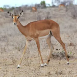 Juma Mosque Watamu - Watamu