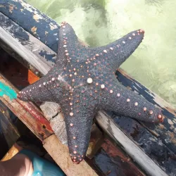 Watamu Marine National Park - Watamu