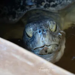 Watamu Turtle Watch - Watamu