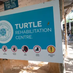 Watamu Turtle Watch - Watamu