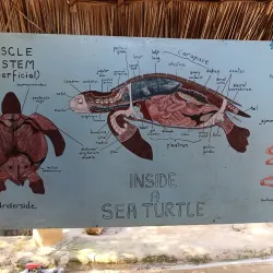 Watamu Turtle Watch - Watamu
