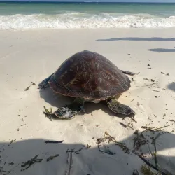 Watamu Turtle Watch - Watamu