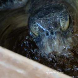 Watamu Turtle Watch - Watamu