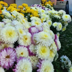 City Park Gjilan - Gjilan (Gnjilane)