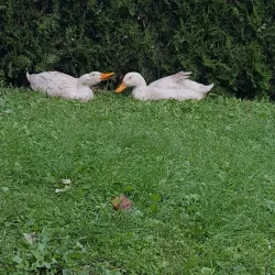 Gjilan City Center - Gjilan (Gnjilane)