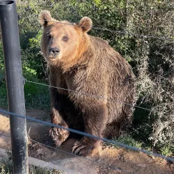 Bear Sanctuary Prishtina - Kosovo Polje