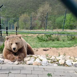 Bear Sanctuary Prishtina - Kosovo Polje