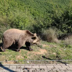 Bear Sanctuary Prishtina - Kosovo Polje