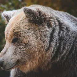 Bear Sanctuary Prishtina (near Pec) - Pec (Peja)