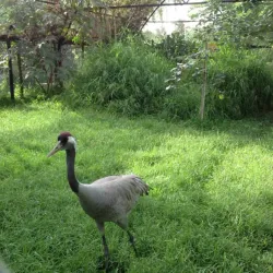 Kuwait Zoo - Abraq Khaitan