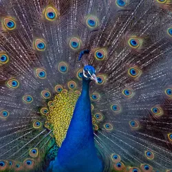 Kuwait Zoo - Abraq Khaitan