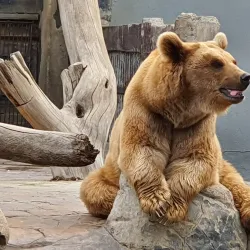 Kuwait Zoo - Abraq Khaitan