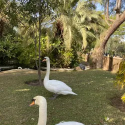 Kuwait Zoo - Abraq Khaitan