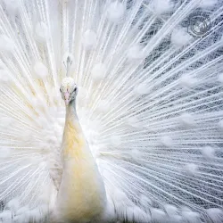 Kuwait Zoo - Abraq Khaitan