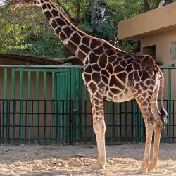 Kuwait Zoo - Abraq Khaitan